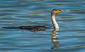 Crested Cormorant-15